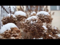 2016.02.02 Zima w ogródku