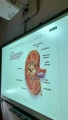  Praktyczna lekcja biologii w klasie 2a